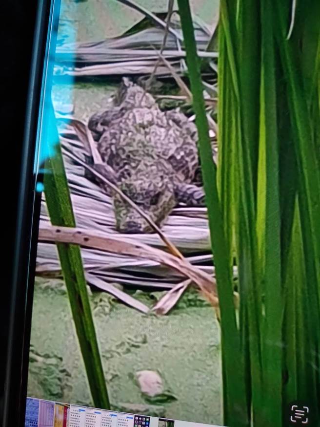 由于下个月就是筊白笋採收的的季节，有人说应该是拿来吓阻宵小，但有当地农民表示，他住在埔里超过40年，也没有在埔里看过鱷鱼，更不要说拿来放在筊白笋田里。（翻摄脸书社团「埔里人」／吴建辉南投传真）