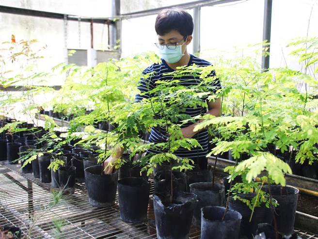 嘉大森林暨自然資源學系學生培育苗木供民眾兌換。（嘉義大學提供／廖素慧嘉市傳真）