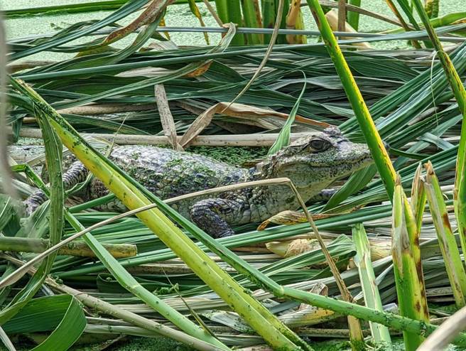 南投县政府确实发现鱷鱼踪迹，已经派员前往协助，呼吁民眾先不要任意擅闯当地筊白笋田，以免发生危险。(吴建辉/南投传真)