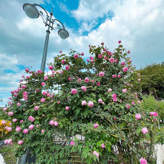 2022台北玫瑰展「玫好制作所」登场。（北市工务局提供／杨亚璇台北传真）