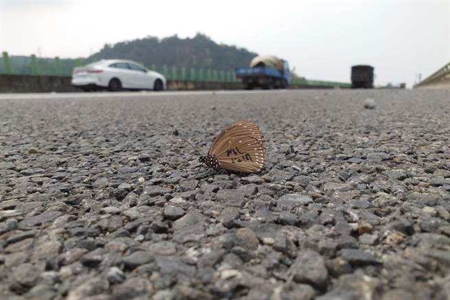 台湾紫斑蝶生态保育协会今（4日）在国道三号南下251.4k路肩拾获一只从高雄茂林飞来的紫斑蝶蝶尸，副理事长陈瑞祥表示，这是10几年来监测纪录中最早在林内发现蝶踪的一次。（陈瑞祥提供）