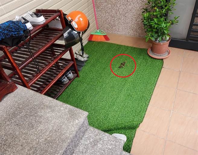 她见鞋柜整坨屎，回看监视器气炸，怎么有饲主会放任小狗进别人家内大小便；网回「台湾最美的风景，不意外」。（翻摄自台东大小事）