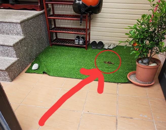 她见鞋柜整坨屎，回看监视器气炸，怎么有饲主会放任小狗进别人家内大小便；网回「台湾最美的风景，不意外」。（翻摄自台东大小事）