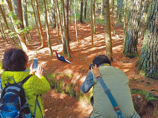 桃山瀑布近期频现蓝腹鷴踪影，部分公鸟出现求偶徵兆。（东势林管处提供／陈淑娥台中传真）