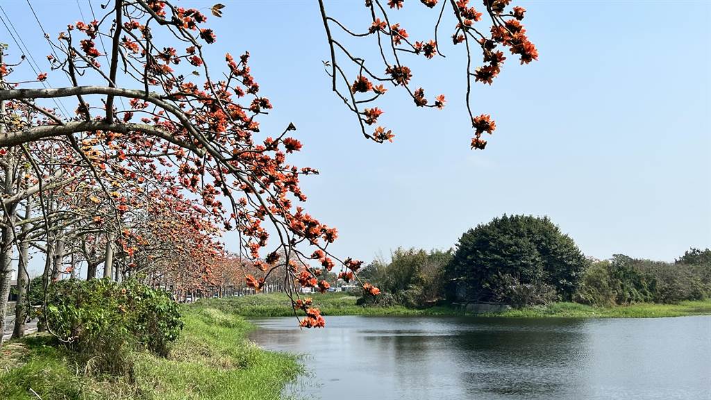 台南白河木棉花季开幕目前花开约5成 宝岛 中时