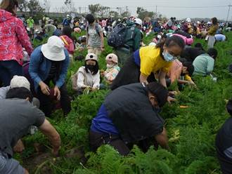國際台灣胡蘿蔔日 千人拔蘿蔔挑戰世界紀錄