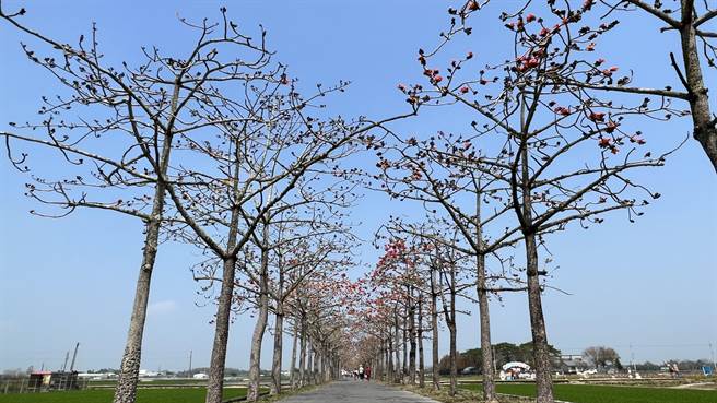 今年冬天特别长又冷，受低温影响下，2月中旬时，台南白河木棉花道仅花开约1成，所幸近日天气回暖，目前已绽放约5成。（张毓翎摄）