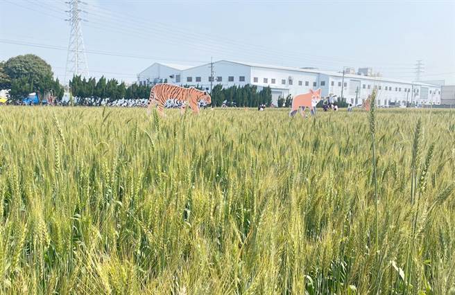 3月是小麦成熟季节，黄金麦浪随风摇摆，让整个大雅区呈现一片金色麦田景象。（市议员周永鸿提供）