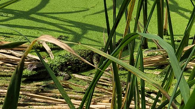 5日上午志工持續在田區尋找，但筊白筍葉茂密，水面也浮現許多綠色浮萍，成了鱷魚最佳掩護地，直到下午留守在現場的志工人員才又發現鱷魚蹤跡。（吳建輝攝）