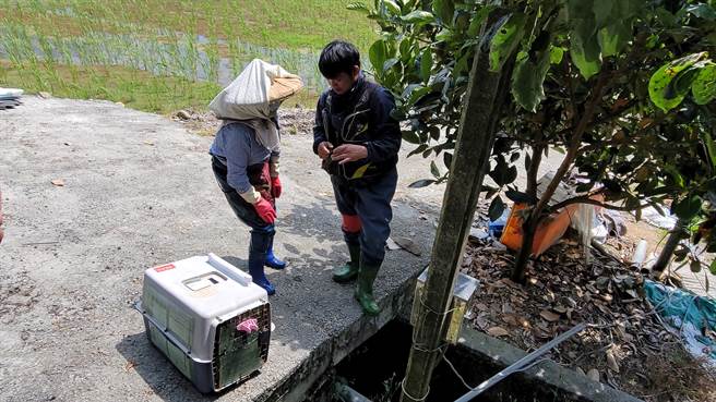５日一早「爬蟲動物救援協助送醫治療」組織人員到現場捕捉未果，直到中午鱷魚才懶洋洋的浮現水面，無奈志工一靠近鱷魚就潛入水中，只能等待鱷魚下次上岸，再進行捕捉。（吳建輝攝）
