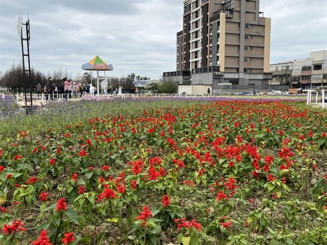 绿色生活悠游节会场种植不少花草，如薰衣草、四季秋海棠等不同品种，形成一片片花海。（陈梦茹摄）