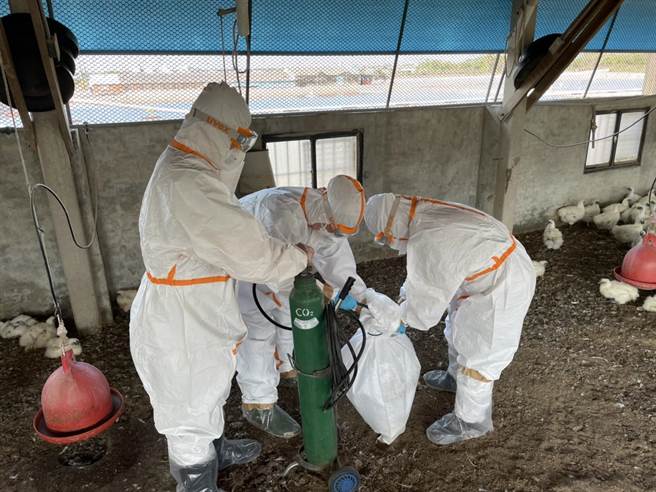 台南市麻豆區一處烏骨雞場爆發禽流感，5日動保處啟動防疫撲殺。（台南市政府農業局提供／張毓翎台南傳真）