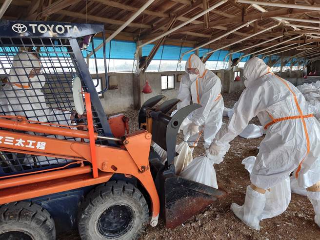 台南市麻豆區一處烏骨雞場爆發禽流感，5日動保處啟動防疫撲殺。（台南市政府農業局提供／張毓翎台南傳真）