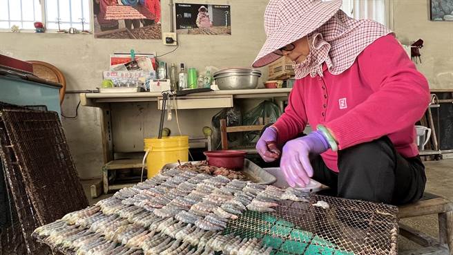 辨别剑虾和火烧虾的方式可从外观，剥完壳的剑虾呈黑色，火烧虾则是淡粉红。（张毓翎摄）