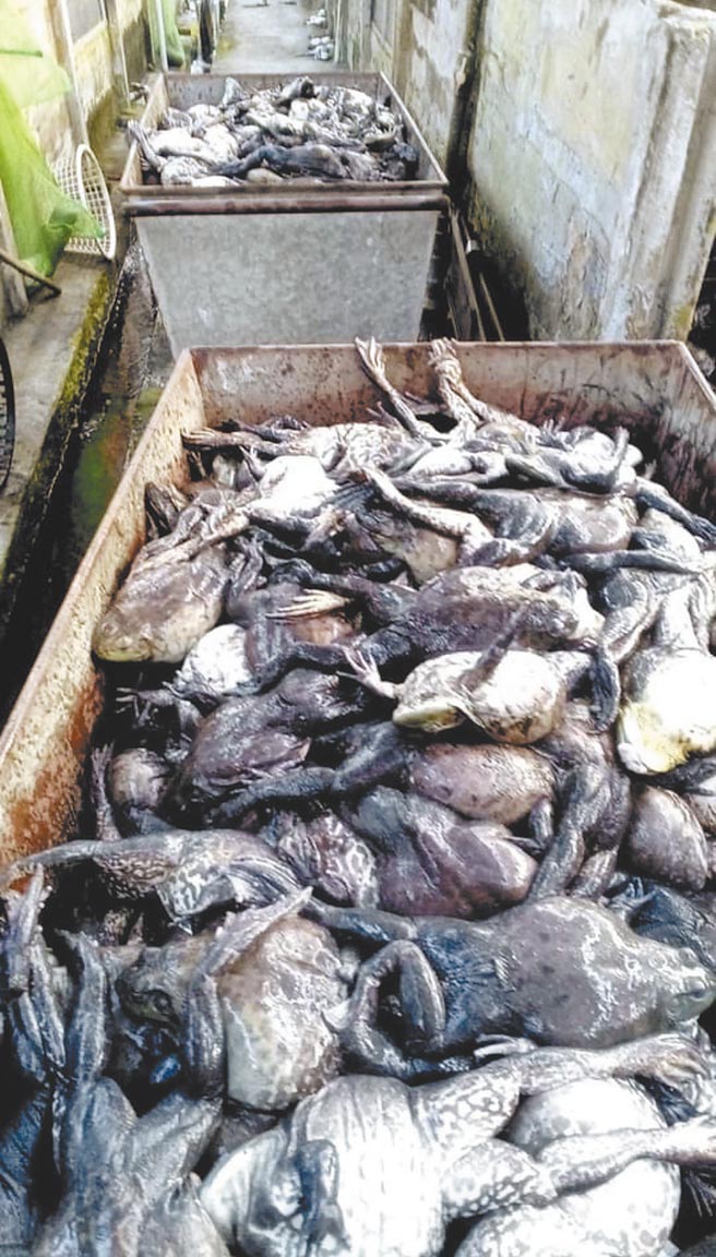 303全台大停电，高雄屏东沦为重灾区。蔡英文总统4日南下视察要求究责，高雄市长陈其迈也表示要向台电求偿。图为屏东养殖户3万台斤牛蛙暴毙，损失粗估150万元。（立委锺佳滨提供／谢佳潾屏东传真）