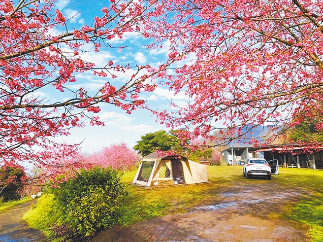 翡翠园樱花美不胜收。（图片为TromsoAurora挪威中文极光团提供）