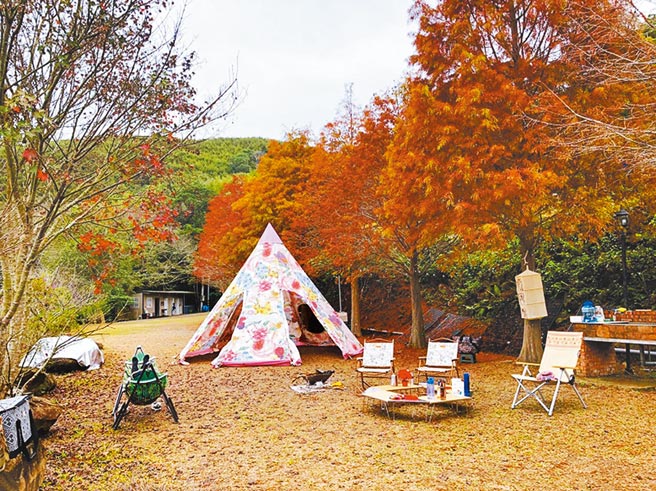 福人居落羽松风景。（图片为TromsoAurora挪威中文极光团提供）