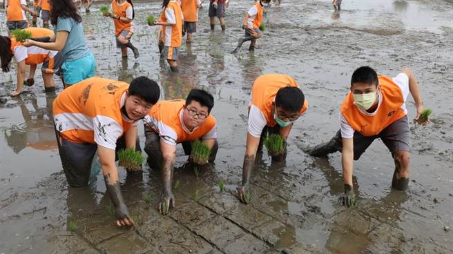 「安农米香传到安中」课程与大安区农会四健会紧密结合，搭配「食农教育」由大安农会农耕老师带领下，进行师生插秧实作体验课程。(大安国中提供)