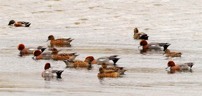新竹市香山溼地賞蟹步道因應漲潮步道關閉，反而吸引大批北返候鳥停棲歇腳，賞蟹步道變身「賞鷗」熱點。（陳育賢攝）
