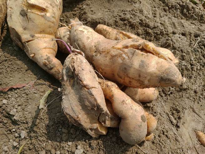 台南市新市区种植近300公顷的地瓜，有农民发现疑因前阵子连日降雨，导致裂果严重、产量大减。（台南市政府农业局提供／张毓翎台南传真）