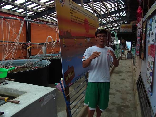 推廣地方創生，雲林縣口湖鄉「好蝦冏男社」展開「黑腹帥」養成計畫。（本報資料照片）