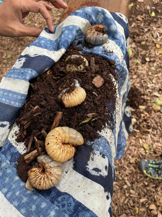 新北市三峡中山公园近期冒出不少甲虫幼虫，许多幼虫被前来玩耍的民眾踩死，当地掀起保育声浪。三峡区公所表示，目前已设置警示线，后续将协同农业局邀集保育人员办理会勘。（吴柳树提供）