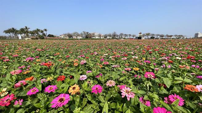 台南學甲蜀葵花節因為花況不佳，延後2周開幕，不過沿線的百日草盛開，吸引許多遊客造訪。（張毓翎攝）