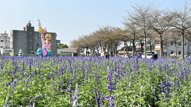外觀有如薰衣草的鼠尾草滿地盛開。（張毓翎攝）