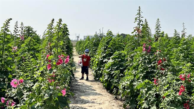 這幾天氣溫回暖，目前蜀葵花已經花開1成。（張毓翎攝）