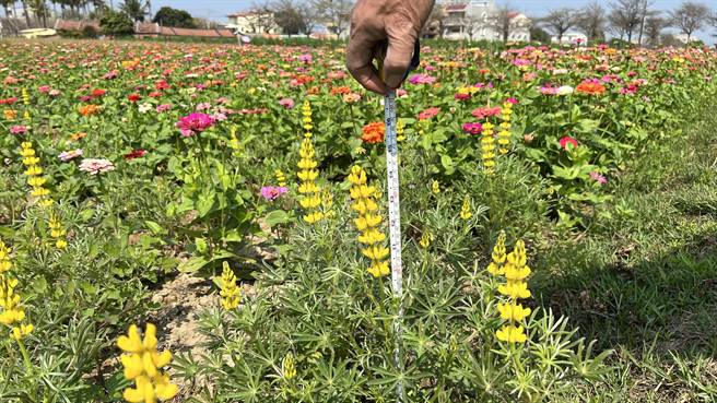 今天社區特別試種魯冰花，希望增加花海的豐富度。（張毓翎攝）
