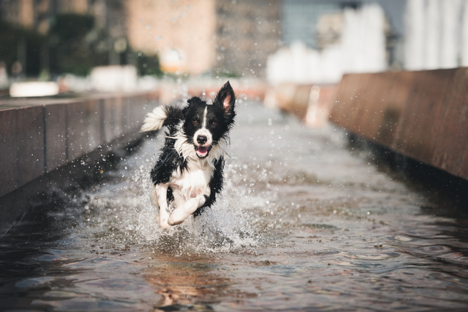 家族聚会有只边境牧羊犬以「轻功水上漂」之姿越过泳池；网友称奇有去过少林寺。（示意图/shutterstock）