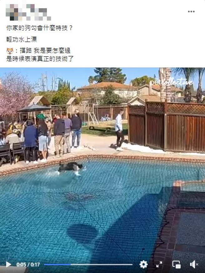 家族聚会有只边境牧羊犬以「轻功水上漂」之姿越过泳池；网友称奇有去过少林寺。（翻摄自爆废公社公开版）