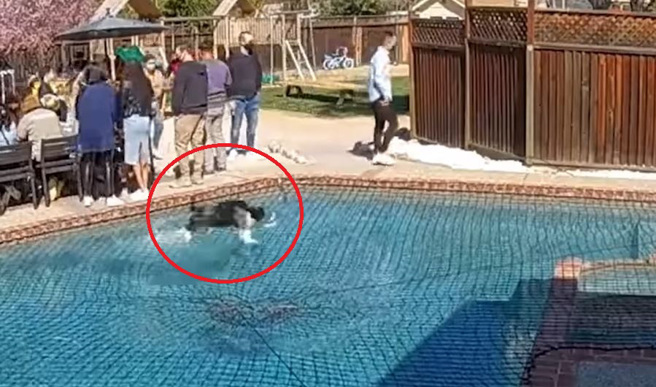 家族聚会有只边境牧羊犬以「轻功水上漂」之姿越过泳池；网友称奇有去过少林寺。（翻摄自爆废公社公开版）