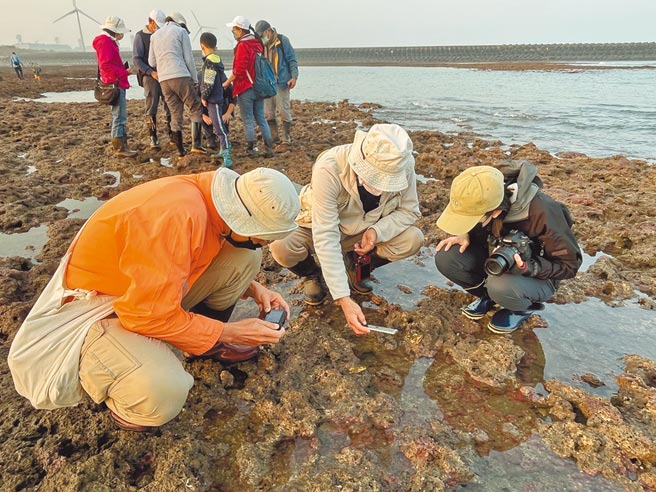 5日凌晨有不少民眾一早摸黑出门，自发性到大潭藻礁观赏生态。（陈梦茹摄）