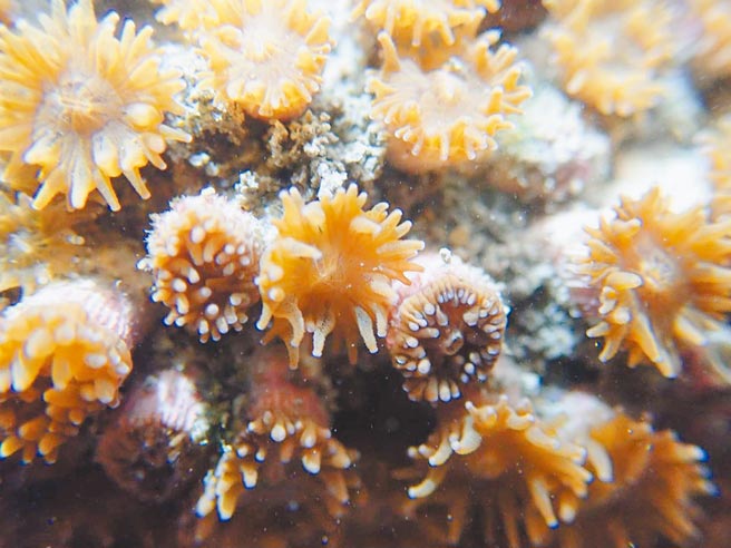 柴山多杯孔珊瑚为一级保育物种。（潘忠政提供／陈梦茹桃园传真）