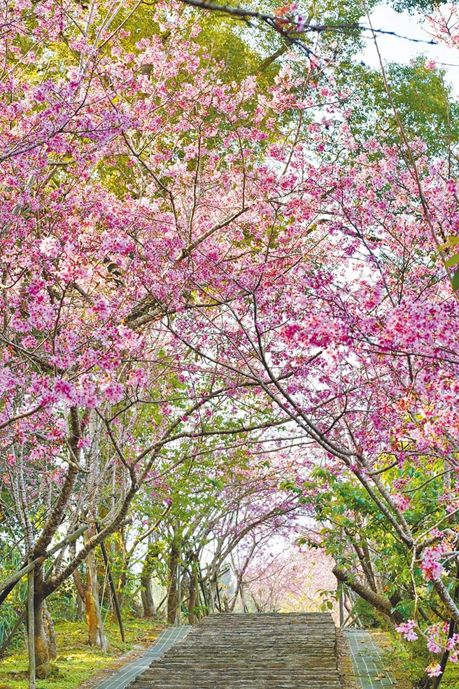 南投县鹿谷乡凤凰谷自然教育园区，园区内种植将近500棵樱花，其中以河津樱为大宗，近期近300棵的河津樱开出粉红花瓣，沿着石阶隧道让人彷佛置身在粉红隧道内，相当浪漫。（台大实验林提供／吴建辉南投传真）