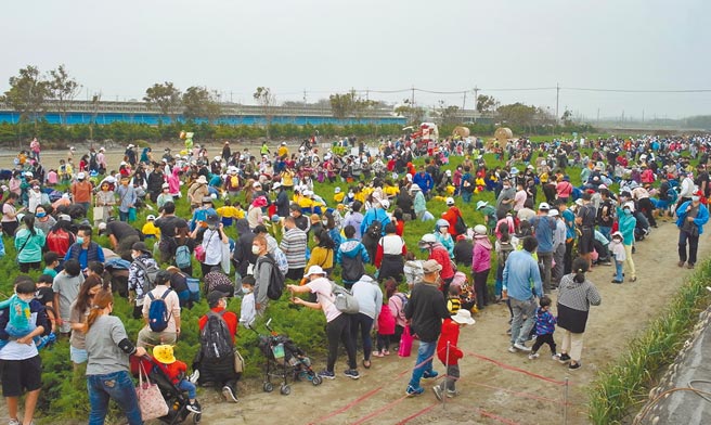云林县东势乡「国际台湾胡萝卜日」5日举行，千人拔彩色胡萝卜挑战世界纪录。（张朝欣摄）