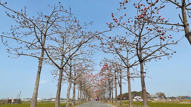 近日天气回暖，台南白河木棉花道的木棉花开约5成。（张毓翎摄）