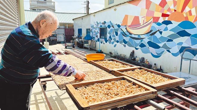 野生剑虾产季到了，以出产「虾乾」闻名的台南将军青鲲鯓，当地业者也会採购来日晒。（张毓翎摄）
