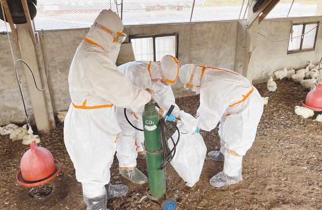 台南爆发今年首波禽流感，防疫人员5日前往鸡场扑杀1万533只乌骨鸡。（台南市政府农业局提供／张毓翎台南传真）