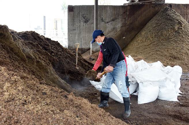 万峦乡公所尝试媒合牧场及果园，透过将沼渣装袋，作为农业肥分，同时解决畜牧废弃物问题。（林和生摄）