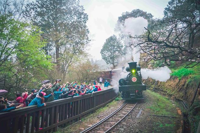 阿里山花季期間，SL-31蒸汽火車附掛檜木車廂將再度開出。（嘉義林區管理處提供∕呂妍庭嘉義傳真）