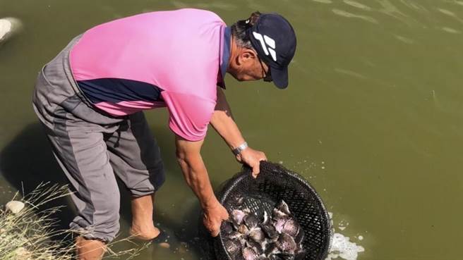 渔户认为，去年鱼价虽然好，但预估今年放养量不会因此而增加。（台南市政府农业局提供／张毓翎台南传真）