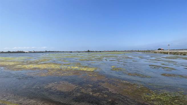在太阳照射下，黄绿色块的顏色更鲜明。（张毓翎摄）