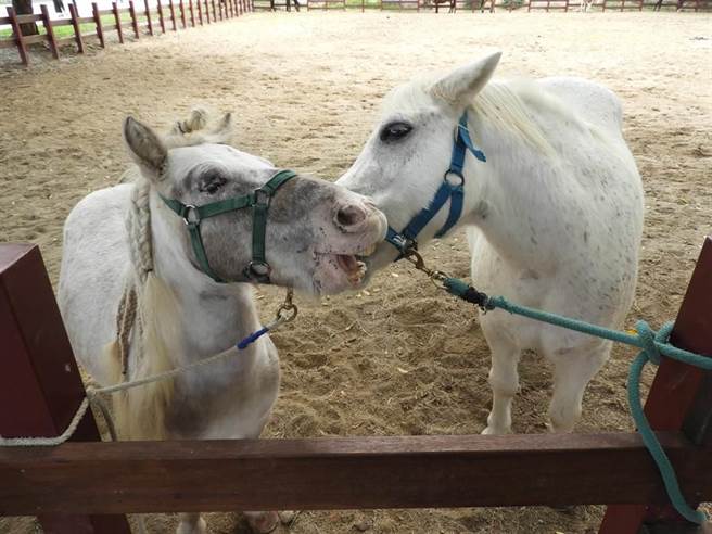 国内出现今年首例和他病毒症候群个案，为北部40多岁男性，在马场工作。（示意图非当事者，陈世宗摄）