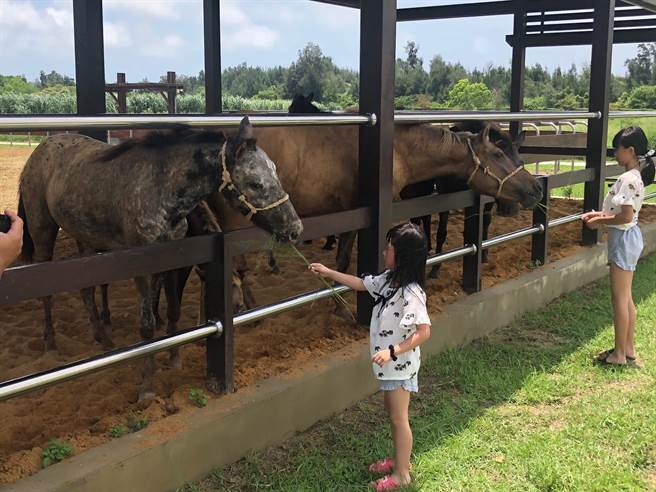 喂食动物的体验游程，最受小朋友欢迎的活动单元之一。（李金生摄）