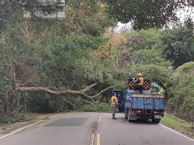 3月7日下午强风刮倒高雄市湖内区一棵巨树。（翻摄照片／林瑞益高雄传真）