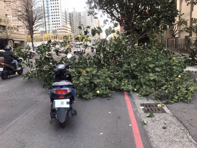 1名72岁的骑士行经中华五路时，被倒下的路树压住，经路人协助拉出，由救护人员送医，幸无大碍。（翻摄照片／石秀华高雄传真）