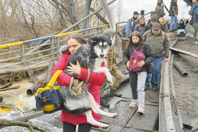 乌克兰5日传出一名参与和俄罗斯谈判的官员被控叛国并遭特工枪杀，不过乌克兰国防部澄清他是在特别行动中被杀，是「因公殉职」，此事件在当地社群媒体上疯传。图为一名乌克兰妇女抱着一条狗，在一座被俄罗斯空袭摧毁的桥下的临时小路上穿过伊尔平河，逃离乌克兰。（美联社）