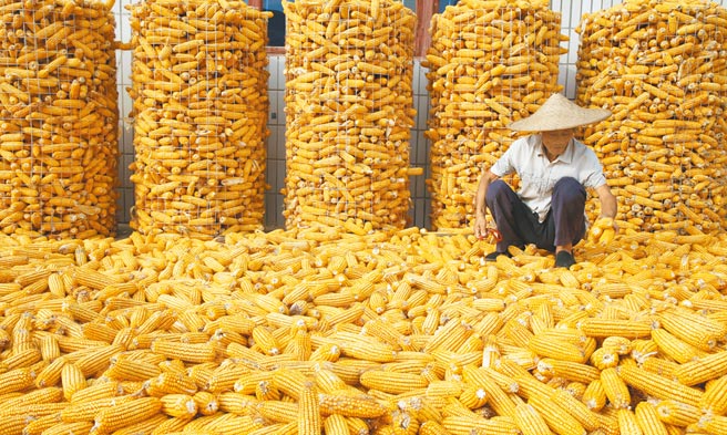 中共總書記習近平6日表示，糧食安全不能有絲毫麻痺大意。圖為山東臨沂一農民在採收玉米。（新華社）